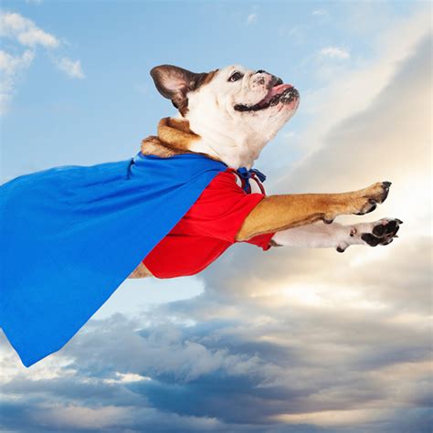 dog superman cape